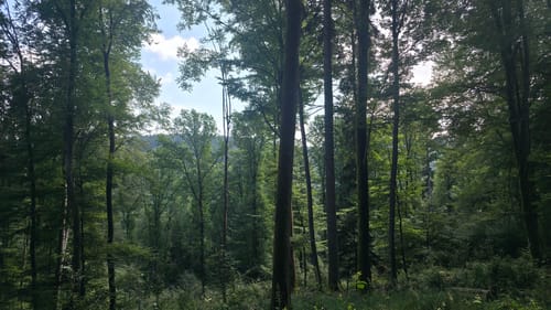 Waldfriede - Hoher Berg - Schwarzer Berg - Rosskopf