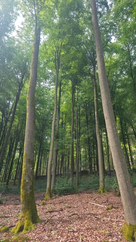 Waldfriede - Hoher Berg - Schwarzer Berg - Rosskopf