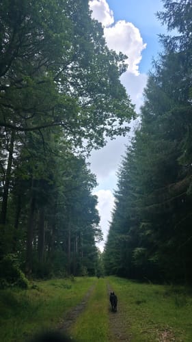 Waldfriede - Hoher Berg - Schwarzer Berg - Rosskopf