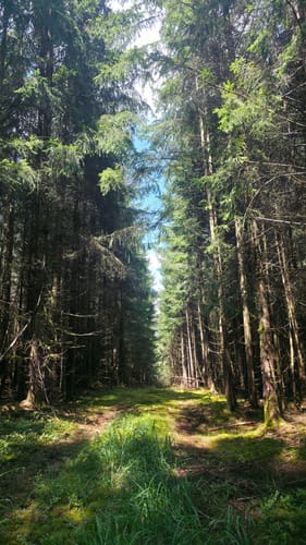 Waldfriede - Hoher Berg - Schwarzer Berg - Rosskopf