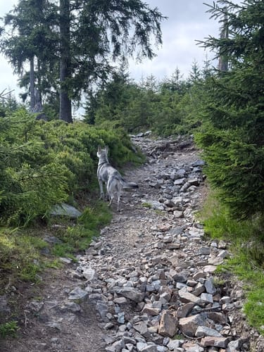 Rundwanderweg Oderteich