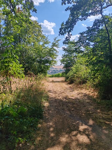 Wald, Wein & Horizonte (Premiumwanderweg)