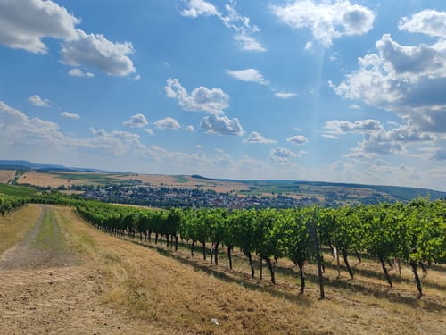 Wald, Wein & Horizonte (Premiumwanderweg)