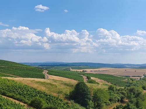 Wald, Wein & Horizonte (Premiumwanderweg)