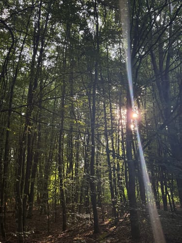 Geistinger Wald - Lorenzhöhe
