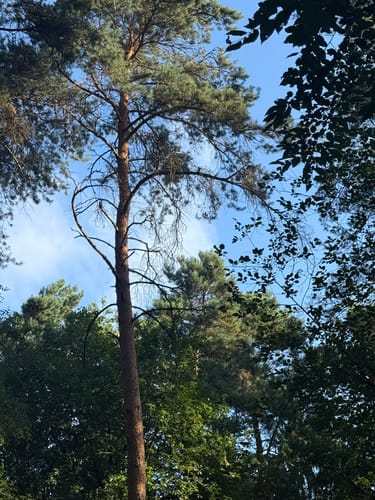 Geistinger Wald - Lorenzhöhe