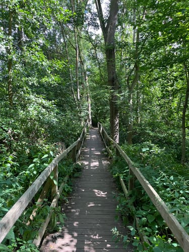Rundweg um den Laacher See