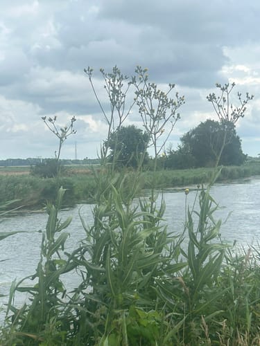 Kamp - Rosenhäger Beck