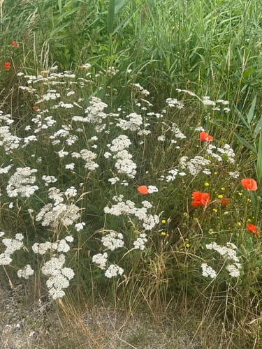 Kamp - Rosenhäger Beck