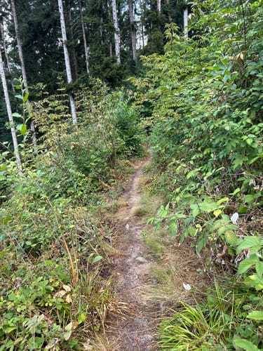 Fessenbach Ortenau - Hohes Horn Offenburg