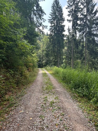 Fessenbach Ortenau - Hohes Horn Offenburg