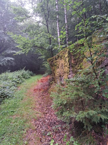 Durch das romantische Hasselbachtal (H 1)