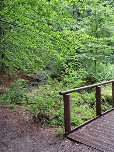 Durch das romantische Hasselbachtal (H 1)