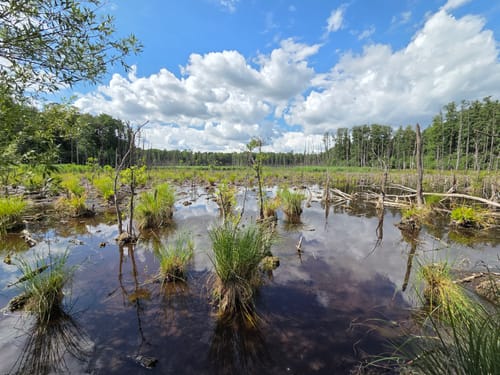 Spandauer Forst: Wildgehege - Laßzinssee - Teufelsbruch