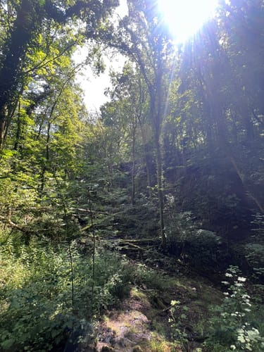Hirn-Gallenberg-Tour (Traumschleife)