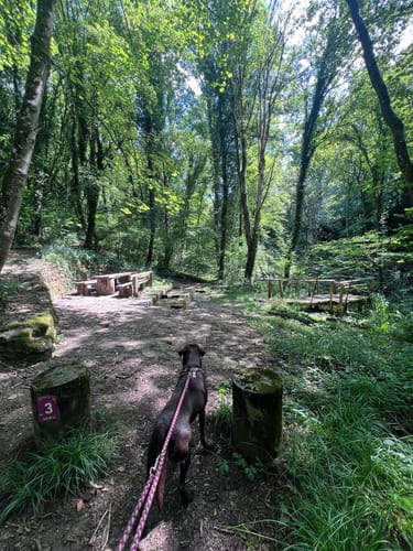 Hirn-Gallenberg-Tour (Traumschleife)