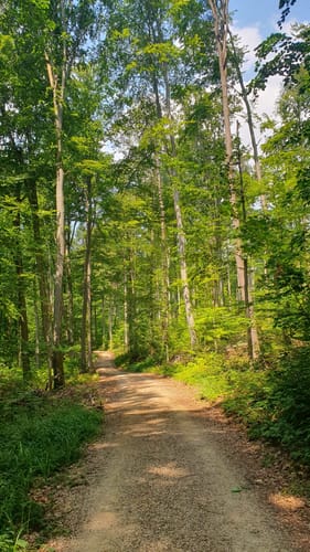Über Urberg und durch den Kirchhofener Hohfirstwald