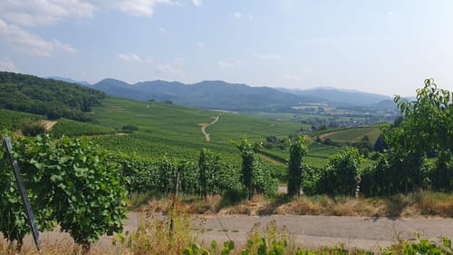 Über Urberg und durch den Kirchhofener Hohfirstwald
