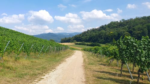 Über Urberg und durch den Kirchhofener Hohfirstwald
