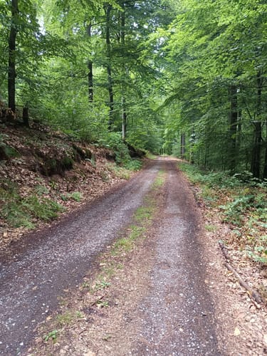 Rundwanderweg Hessenthal: Zur Hohen Wart