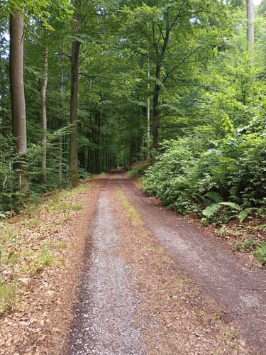 Rundwanderweg Hessenthal: Zur Hohen Wart
