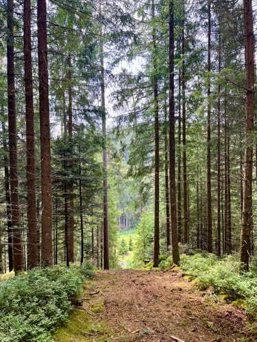Waldpfad Groppertal (Premiumwanderweg)