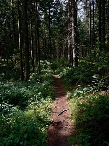 Waldpfad Groppertal (Premiumwanderweg)