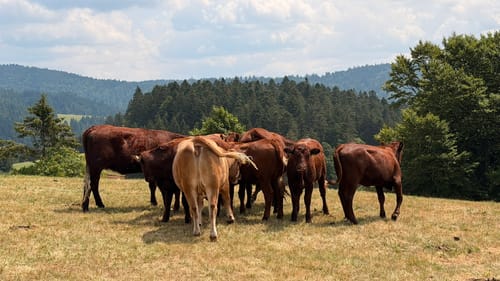 Todtmooser Lebküchlerweg (Genießerpfad)
