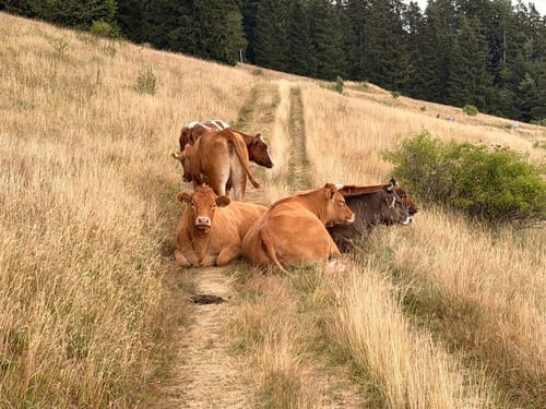 Todtmooser Lebküchlerweg (Genießerpfad)