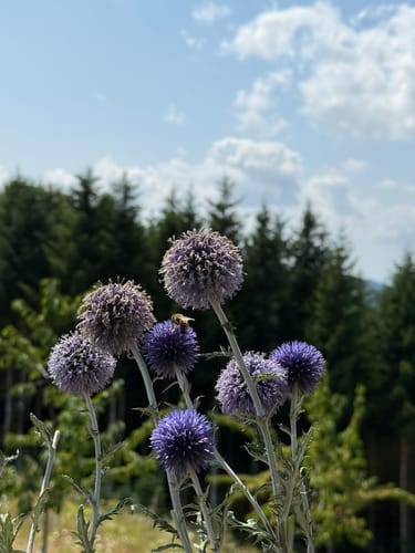 Lautenbacher Hexensteig