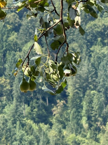 Lautenbacher Hexensteig