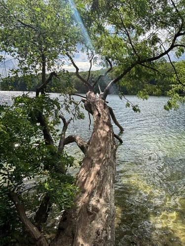 Schlachtensee-Runde