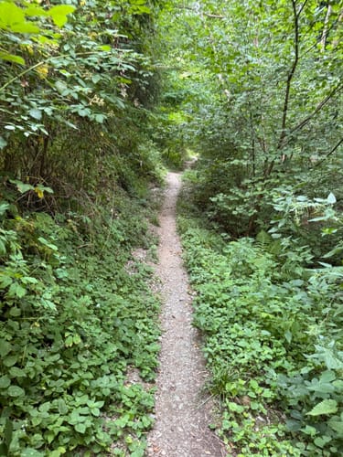 Rheinsteig Etappe 12: Braubach - Kamp-Bornhofen