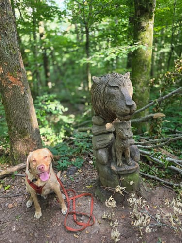Urwald Tour (Premiumwanderweg)