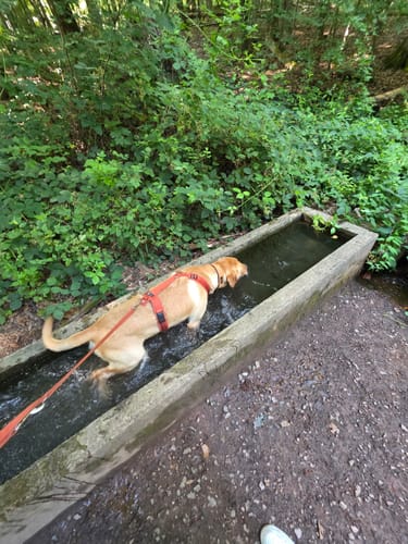 Urwald Tour (Premiumwanderweg)