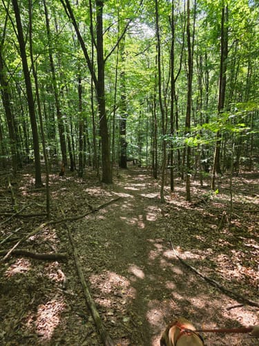 Urwald Tour (Premiumwanderweg)