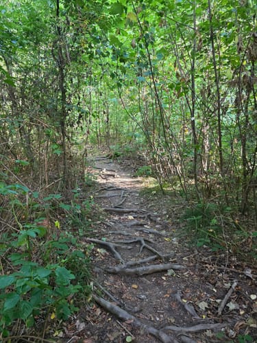 Urwald Tour (Premiumwanderweg)