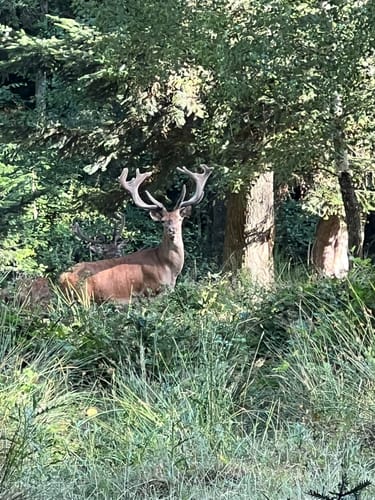 Wildgehege-Rundweg