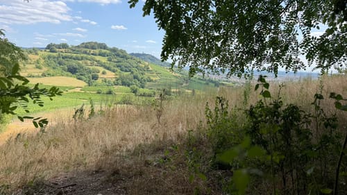 Rundwanderweg Bensheim Bordmühle 2: Hemsberg-Weg
