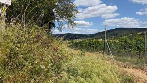 Rundwanderweg Bensheim Bordmühle 2: Hemsberg-Weg