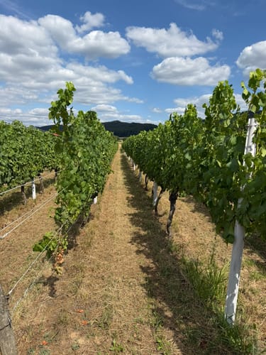 Rundwanderweg Bensheim Bordmühle 2: Hemsberg-Weg