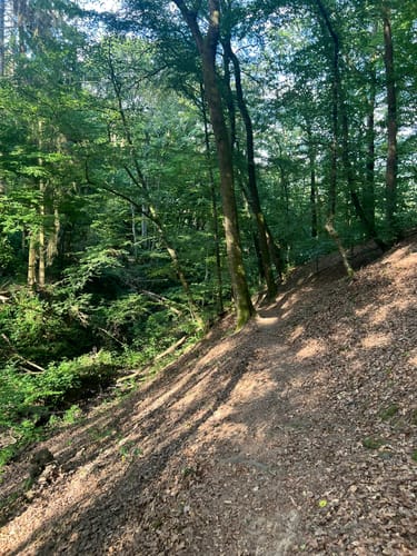 Durch die Wälder an der Rur