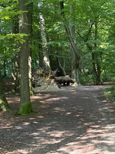 Mühlenteich und Obenstroher Wald