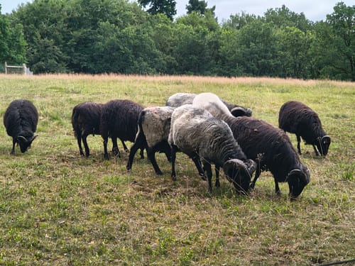 Lüneburger Heide (Traumschleife)