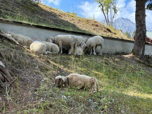 Mittenwald-Lautersee-Ferchensee-Hoher Kranzberg-Sessellift-Mittenwald