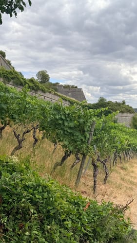 Mainbrücke - Festung Marienberg