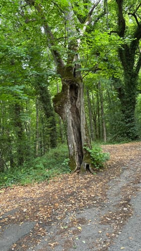 Höhlenwanderung: Romantischer Wanderweg Muggendorf