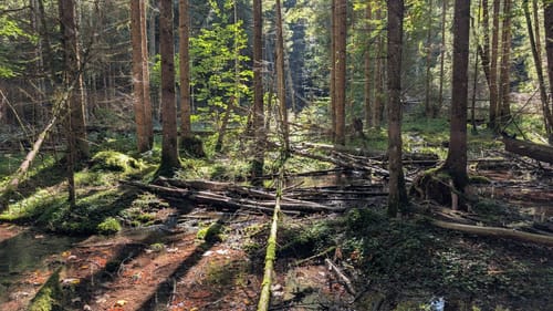 Zu den Schleierfällen