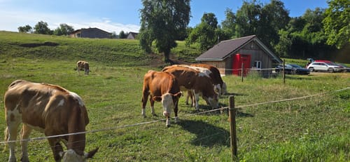Wutachschlucht Rundweg [CLOSED]