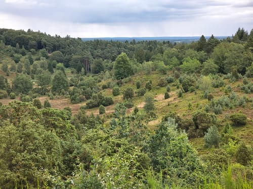 Lüneburger Heide (Traumschleife)